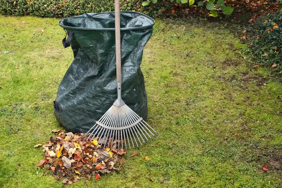 Lawn Cleanup