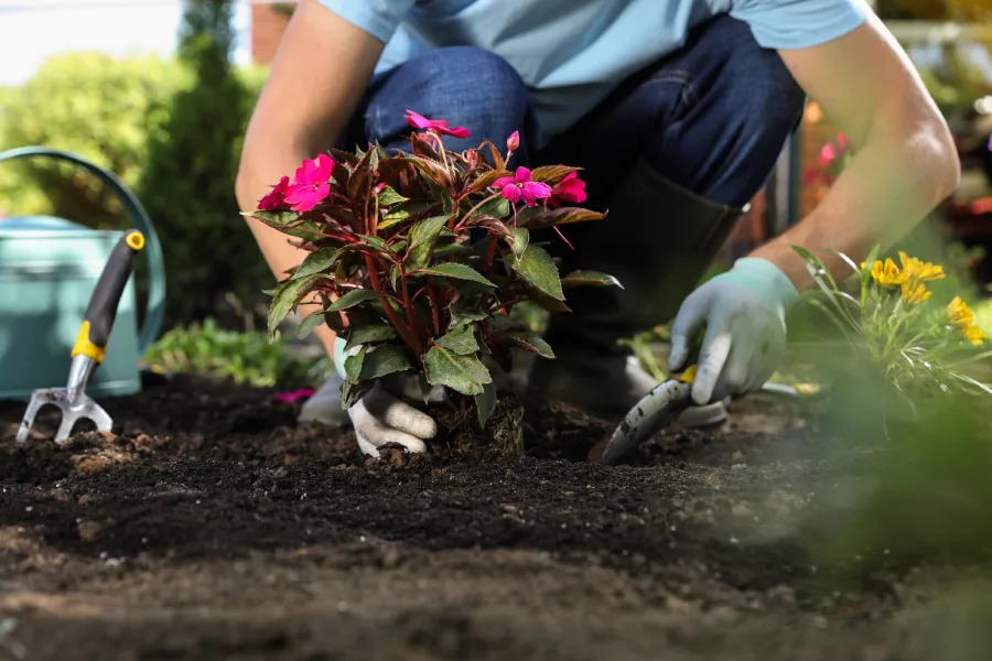 Planting