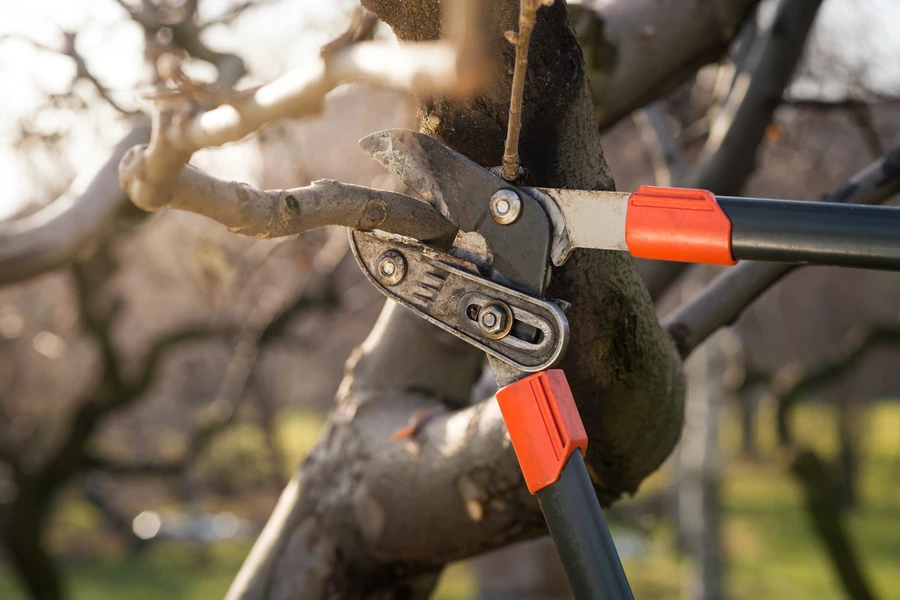 Tree Trimming